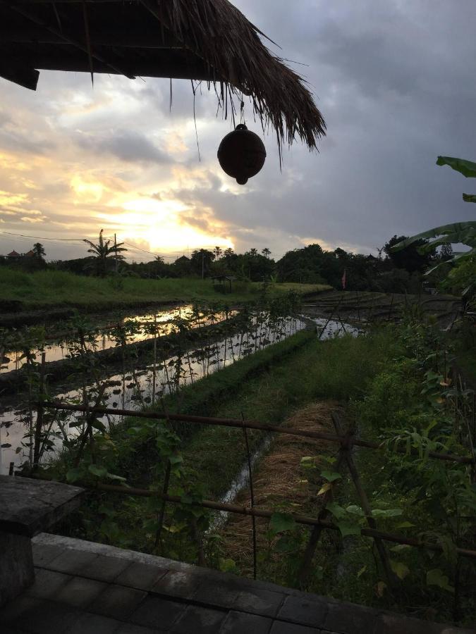 Cat Cow Yoga Villa Canggu Exterior foto